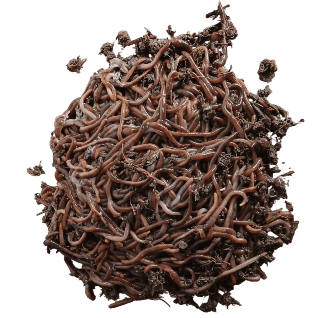 Pure Red Wiggler Composting Worms